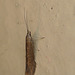 Coleophora sp. Moth