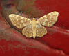 Small Yellow Wave Moth