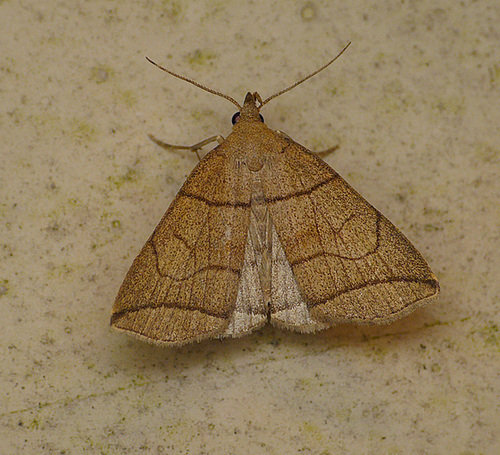 Small Fan-foot Moth