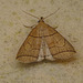 Small Fan-foot Moth