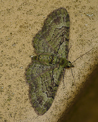 Green Pug Moth