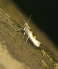 Argyresthia pygmaeella Moth