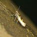 Argyresthia pygmaeella Moth