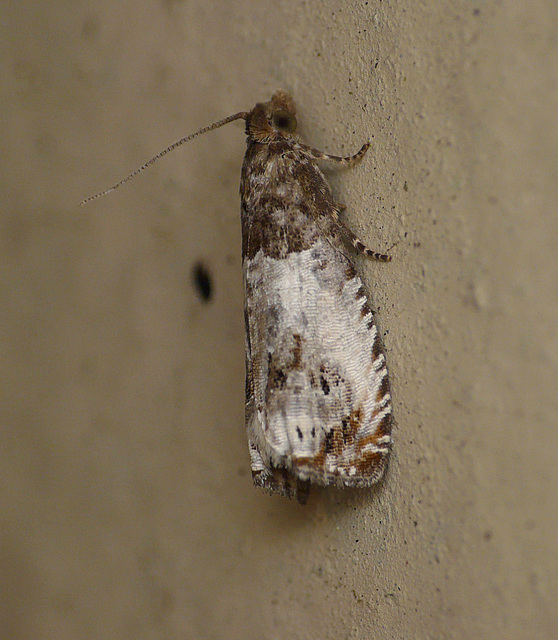 Epiblema roborana Moth