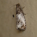 Epiblema roborana Moth