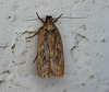 Fen Flat-body Depressaria ultimella