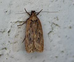 Fen Flat-body Depressaria ultimella