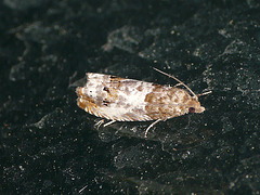 Epiblema rosaecolana Moth