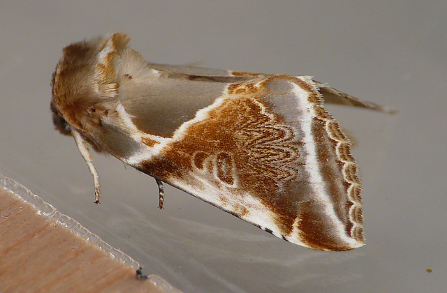 Buff Arches Moth Side Closed