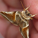 Buff Arches Moth Face