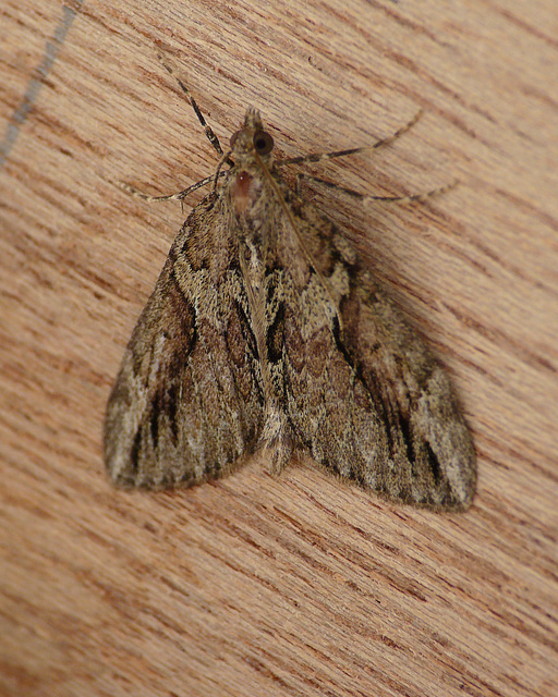 Cypress Carpet Moth