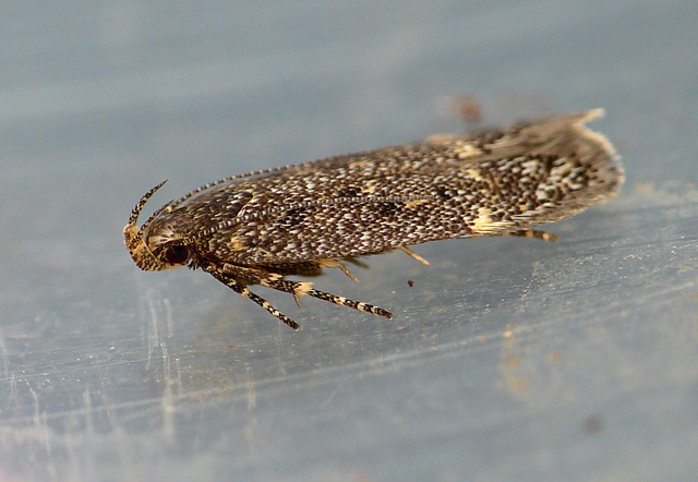 Bryotropha affinis Moth