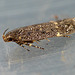 Bryotropha affinis Moth