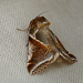 Buff Arches Moth Side
