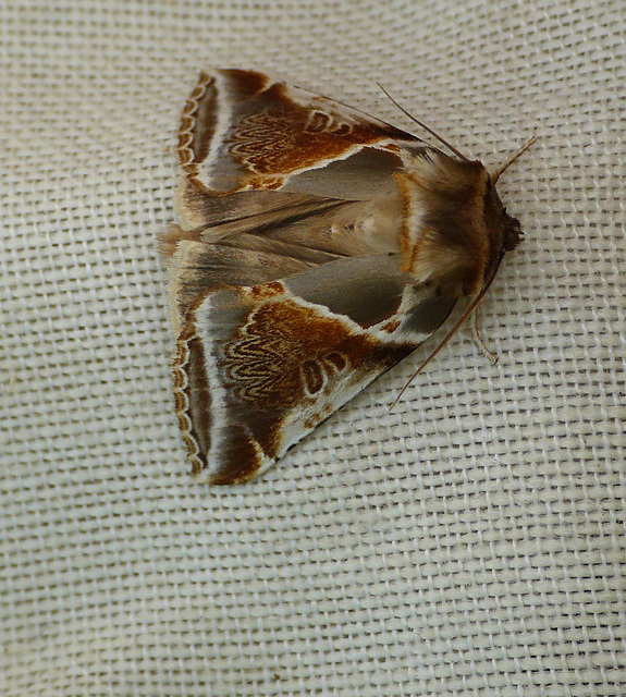 Buff Arches Moth Top Open