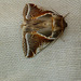 Buff Arches Moth Top Open
