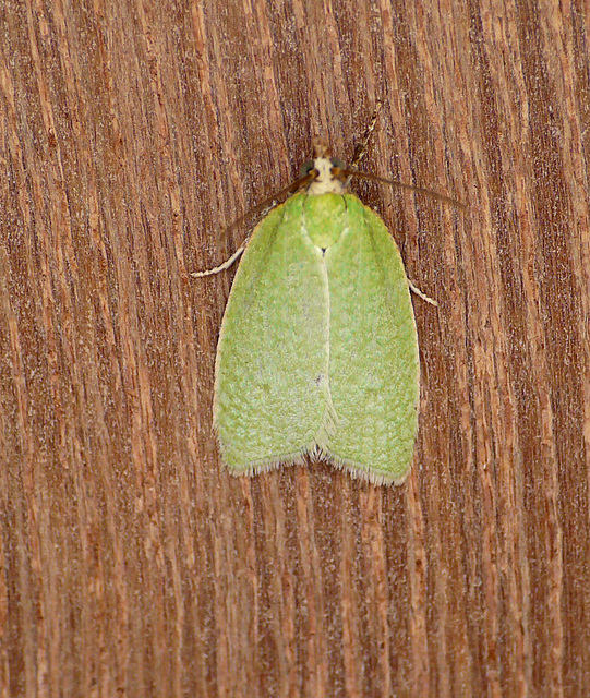 Green Oak Tortrix Moth