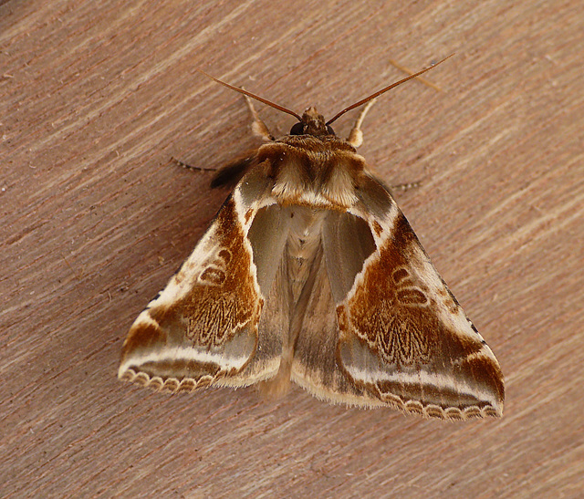 Buff Arches Moth