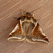 Buff Arches Moth