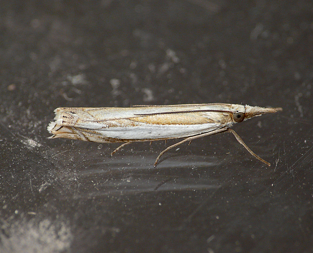 Crambus pascuella Moth