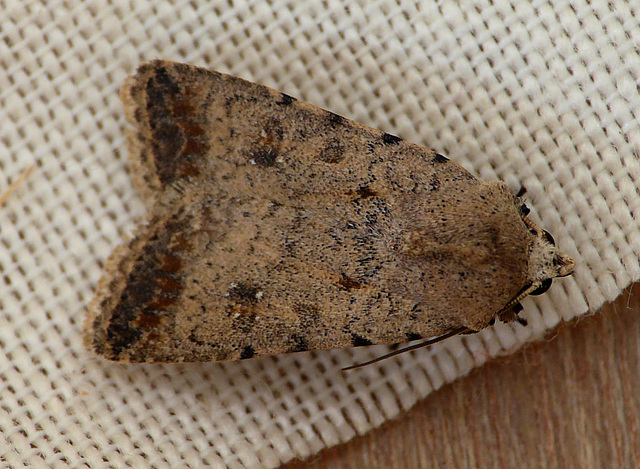 Pale Mottled Willow Moth