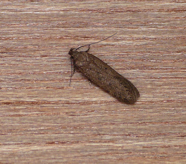 Bryotropha terrella Moth