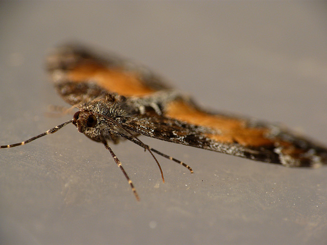 Common Marbled Carpet Moth