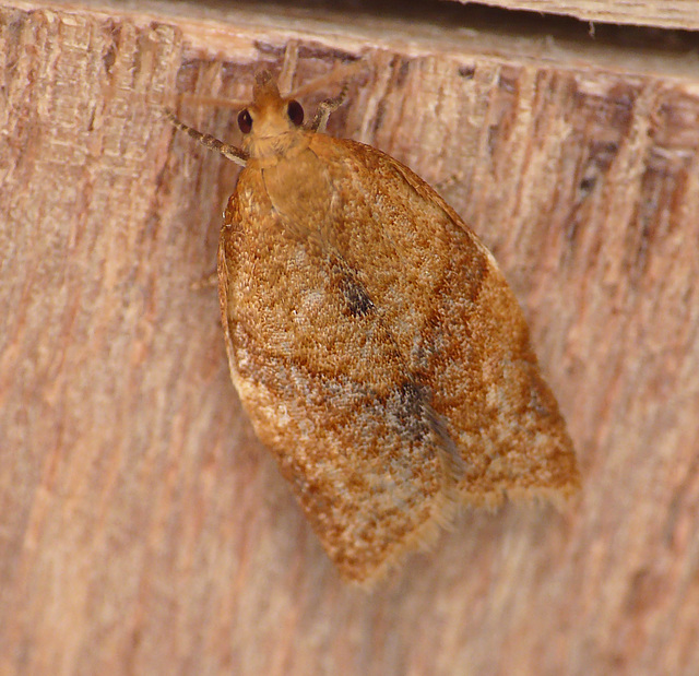 Clepsis consimilana Moth Male