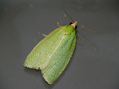 Green Oak Tortrix Moth