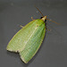 Green Oak Tortrix Moth