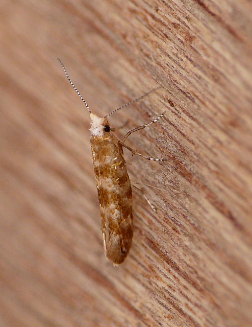 Argyresthia cupressella Moth Top