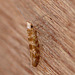 Argyresthia cupressella Moth Top
