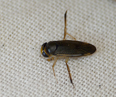 Backswimmer Bug