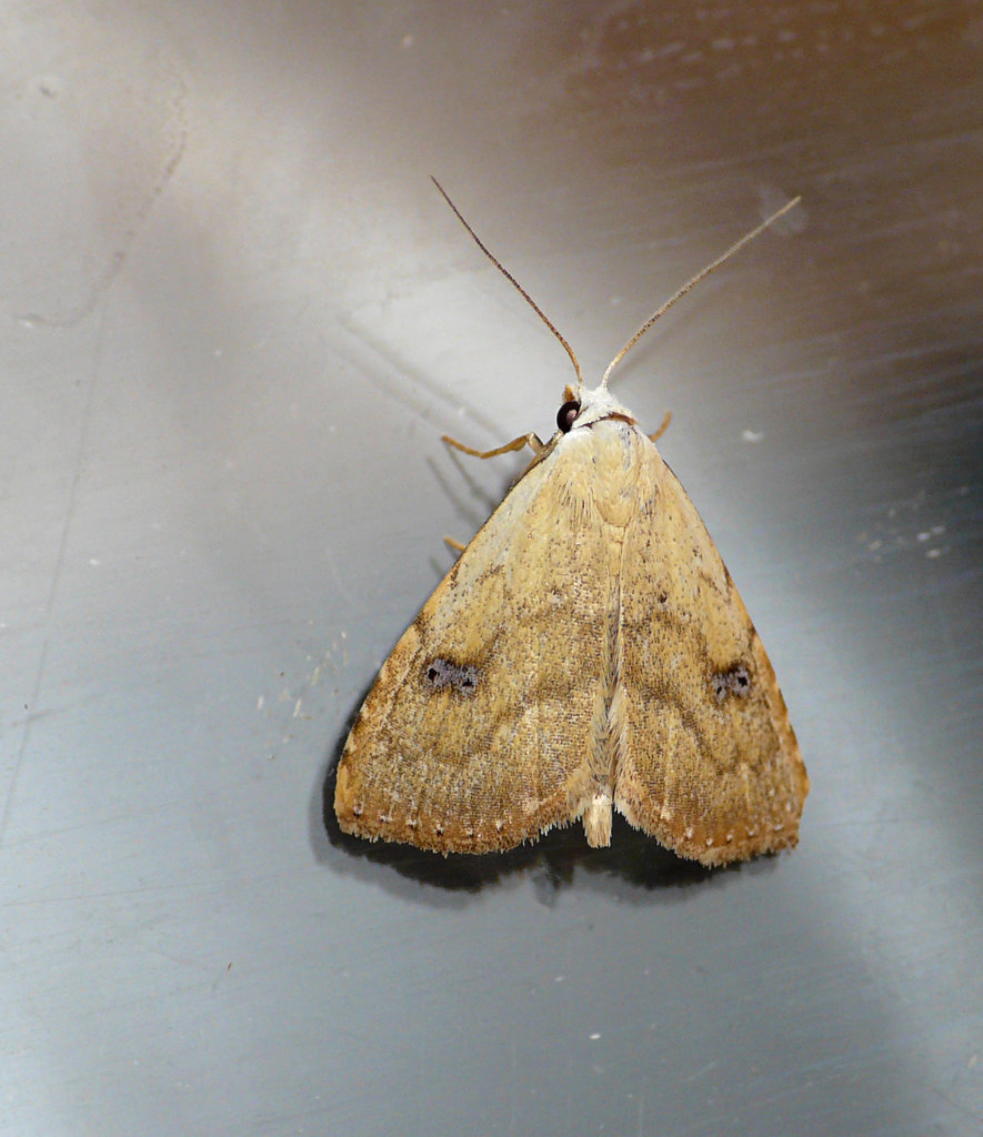 Straw Dot Moth