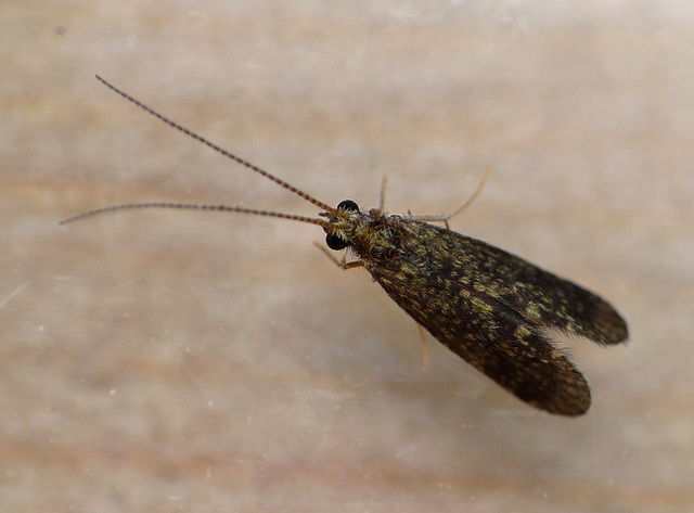 Tiny Caddisfly