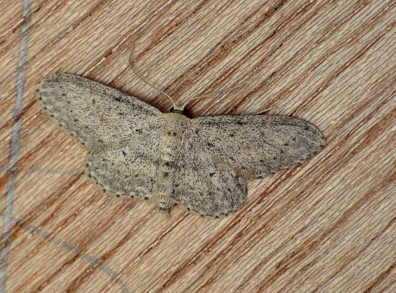 Small Dusty Wave Moth