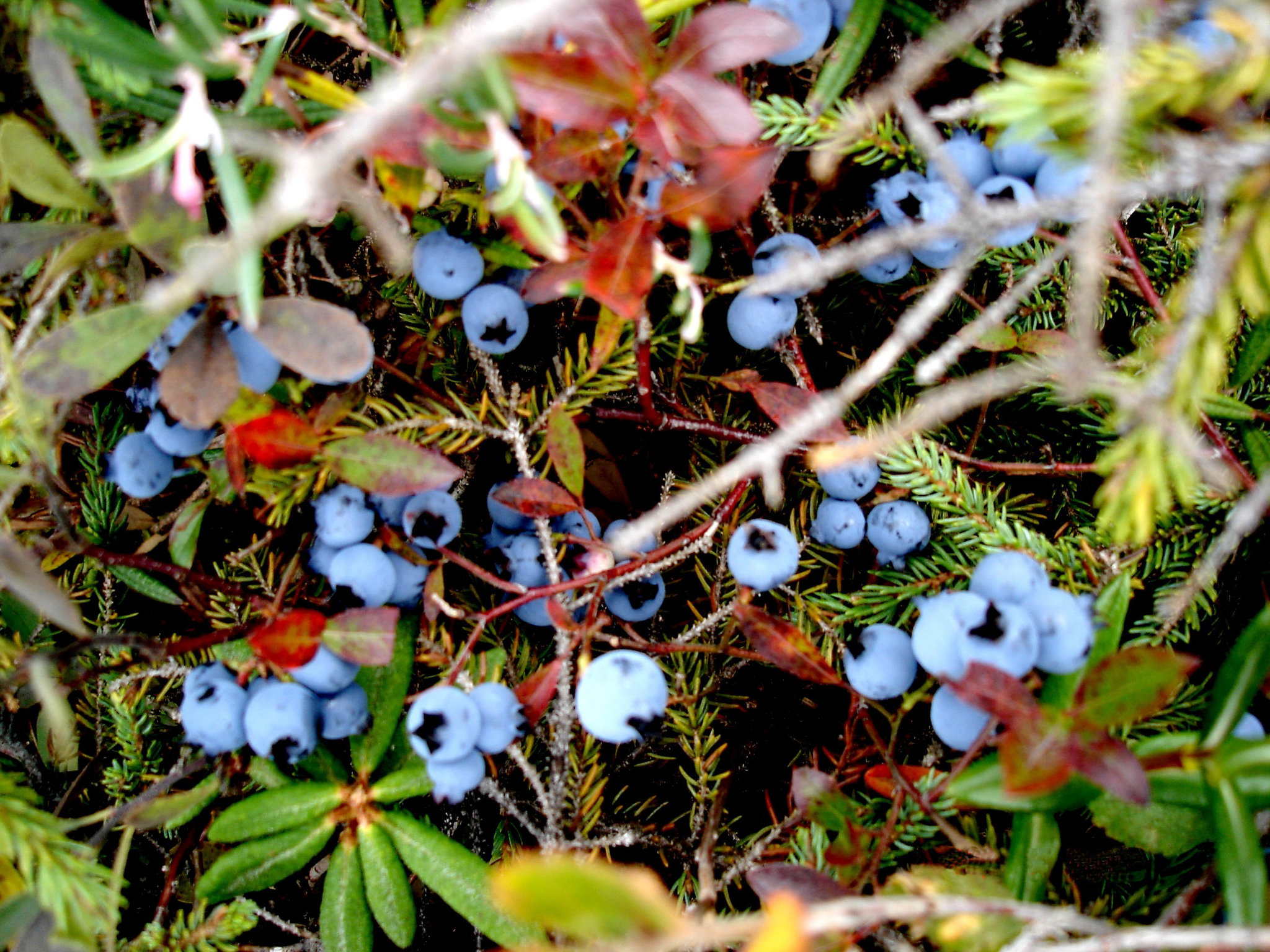 Bleuets /Blueberries