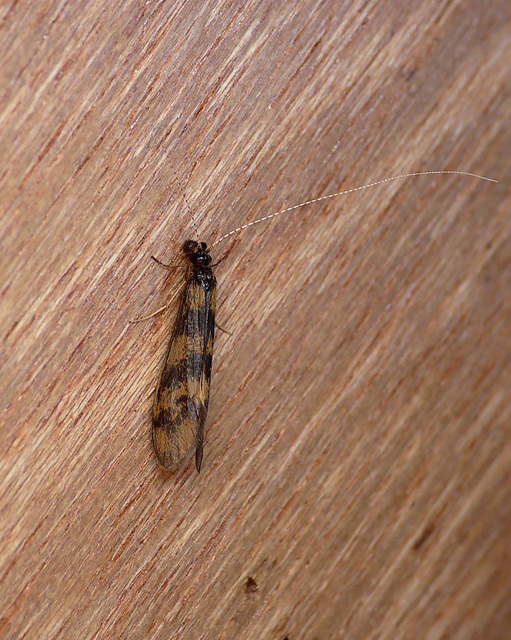 Caddisfly