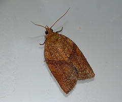 Clepsis consimilana Moth Female