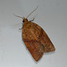 Clepsis consimilana Moth Female