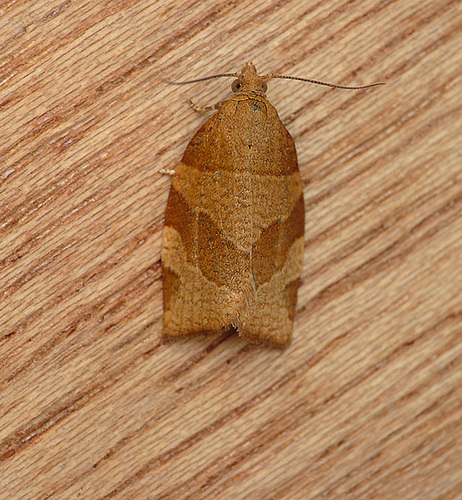 Barred Fruit-tree Tortrix Moth