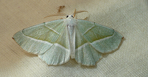 Light Emerald Moth