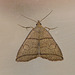 Small Fan-foot Moth