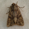 Dark Arches Moth