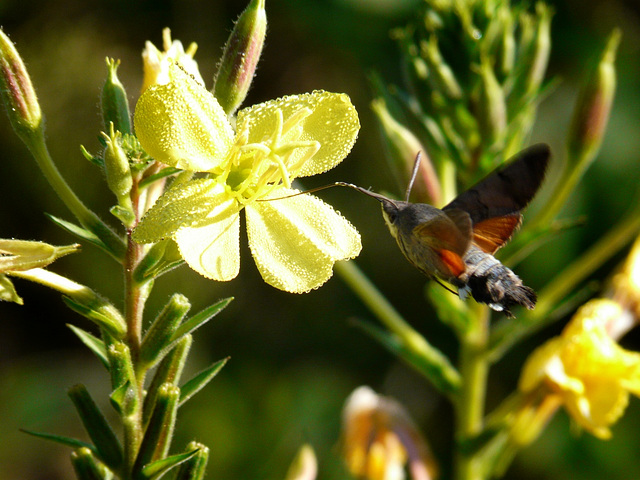 Comme un colibri