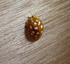 Orange Ladybird