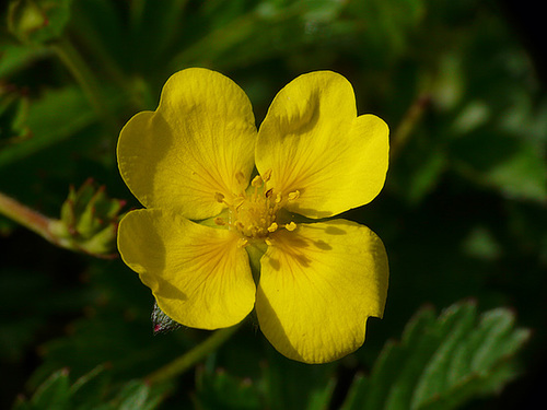 Silverweed