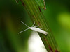 Coleophora striatipennella Moth