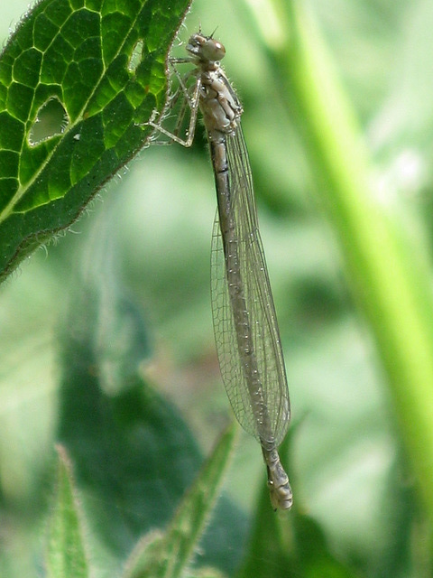 Patient Dragonfly