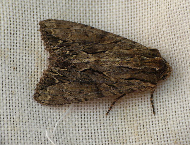 Dark Arches Moth